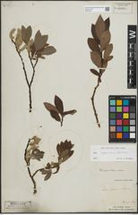 Foto von Salix lapponum L. x Salix silesiaca Willd.